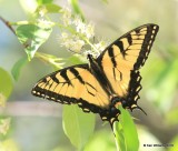 Eastern Tiger Swallowtail, Sequoyah SP, Cherokee Co, OK, 4-3-16, Jpa_48943.jpg