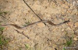Flat-headed Snake, Tantilla gracillis, Sequoyah SP, Cherokee Co, OK, 4-3-16, Jpa_48985.jpg