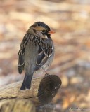Harriss Sparrow nonbreeding plumage, Rogers Co yard, OK, 3-11-16, Jpaaa_47879.jpg