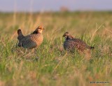 Lesser Prairie Chicken, Ellis Co, OK, 3-25-16, Jpa_48193.jpg