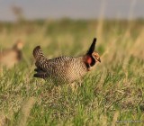 Lesser Prairie Chicken, Ellis Co, OK, 3-25-16, Jpa_48427.jpg