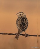 Savannah Sparrow, Osage Co, OK, 2-5-16 Jpa_47746.jpg