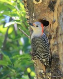 Red-bellied Woodpecker female, Rogers Co, OK, 4-23-16, Jpa_50380.jpg