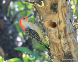 Red-bellied Woodpecker male, Rogers Co, OK, 4-23-16, Jpa_50389.jpg