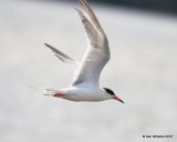 Forsters Tern adult breeding plumage, Lake Hefner, OK, 5-25-16, Jpa_56074.jpg