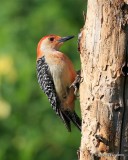 Red-bellied Woodpecker male, Rogers Co yard, OK, 5-8-16, Jpa_52985.jpg