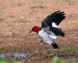 Red-headed Woodpecker, Tulsa Co, OK, 4-30-16, Jpa_51645.jpg