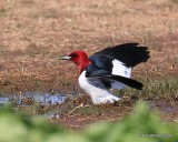 Red-headed Woodpecker, Tulsa Co, OK, 4-30-16, Jpa_51646.jpg