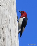 Red-headed Woodpecker, Tulsa Co, OK, 4-30-16, Jpa_51659.jpg