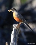 American Robin, Estes Park, CO, 6_14_2016_Jpa_19163.jpg