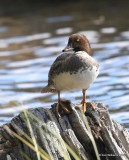 Barrow's Goldeneye female, Mt Evans, CO, 6-13-16, Jpa_18381.jpg