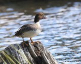 Barrows Goldeneye female, Mt Evans, CO, 6-13-16, Jpa_18383.jpg