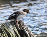 Barrow's Goldeneye female, Mt Evans, CO, 6-13-16, Jpa_18388.jpg