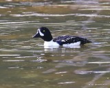 Barrow's Goldeneye male, Mt Evans, CO, 6-13-16, Jpa_18349.jpg