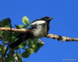 Black-billed Magpie juvenile, N. Delores CO, 6_20_2016_Jpa_21160.jpg