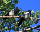 Black-billed Magpie juveniles, N. Delores CO, 6_20_2016_Jpa_21161.jpg