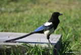 Black-billed Magpie, Rocky Mt NP, CO, 6_16_16_Jpa_20273.jpg