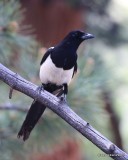 Black-billed Magpie, Rocky Mt. NP, CO, 6_14_2016_Jpa_18993.jpg