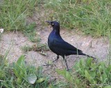 Brewers Blackbird male, Rocky Mt. NP, CO, 6_14_2016_Jpa_19055.jpg