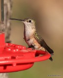 Broad-tailed Hummingbird female, Estes Park, CO, 6_14_2016_Jpa_19210.jpg