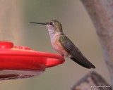 Broad-tailed Hummingbird female, Estes Park, CO, 6_14_2016_Jpa_19258.jpg