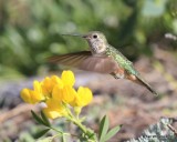 Broad-tailed Hummingbird female, Rocky Mt. NP, CO, 6_14_2016_Jpa_19101.jpg