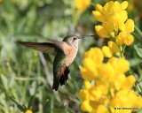 Broad-tailed Hummingbird female, Rocky Mt. NP, CO, 6_14_2016_Jpa_19131.jpg