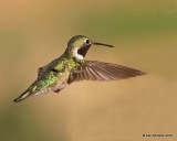 Broad-tailed Hummingbird male, Estes Park, CO, 6_14_2016_Jpa_19217.jpg