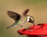Broad-tailed Hummingbird male, Estes Park, CO, 6_14_2016_Jpa_19218.jpg