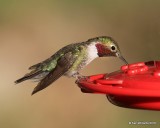 Broad-tailed Hummingbird male, Estes Park, CO, 6_14_2016_Jpa_19225.jpg
