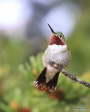Broad-tailed Hummingbird male, Mt Evans, CO, 06_12_2016_Jpa_18118.jpg