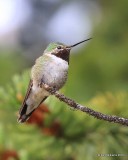 Broad-tailed Hummingbird male, Mt Evans, CO, 06_12_2016_Jpa_18120.jpg