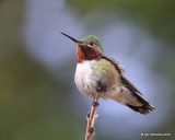 Broad-tailed Hummingbird male, Mt Evans, CO, 6-13-16, Jpa_18452.jpg