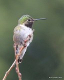 Broad-tailed Hummingbird male, Mt Evans, CO, 6-13-16, Jpa_18458.jpg