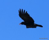 Common Raven, Rocky Mt. NP, CO, 6_15_2016_Jpa_19331.jpg