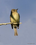 Cordilleran Flycatcher, Idaho Springs, CO, 06_12_2016_Jpa2_18170.jpg