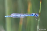 Familiar Bluet, Enallagma civile, male, Raton, NM, 6-21-16, Jpa_21361.jpg