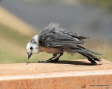 Canada Jay, Rocky Mt NP, CO, 6_15_16_Jpa_19474.jpg