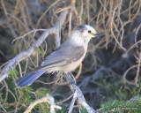 Canada Jay, Rocky Mt NP, CO, 6_15_16_Jpa_19558.jpg