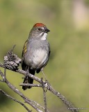 Green-tailed Towhee, Rocky Mt NP, CO, 6_16_16_Jpa2_20329.jpg