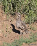 Gunnison Sage-Grouse chick, Gunnison, CO, 6_19_2016_Jpa_21033.jpg