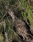 Gunnison Sage-Grouse chick, Gunnison, CO, 6_19_2016_Jpa_21048.jpg