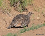 Gunnison Sage-Grouse hen, Gunnison, CO, 6_19_2016_Jpa_21039.jpg