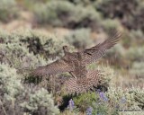 Gunnison Sage-Grouse hen, Gunnison, CO, 6_19_2016_Jpa_21052.jpg