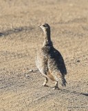 Gunnison Sage-Grouse male, Gunnison, CO, 6_19_2016_Jpa_20995.jpg