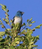 Lazuli Bunting male, Raton, NM, 6-22-16, Jpa_56691.jpg