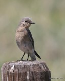 Mountain Bluebird female, Florissant Fossil Beds, CO, 06_11_2016_Jpa_17950.jpg