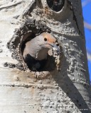 Northern Flicker, Red-shafted variety female, Rocky Mt NP, 6_16_2016_Jpa_19959.jpg