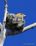 Pine Grosbeak juvenile female, Mt Evans, CO, 6-13-16, Jpa_18253.jpg