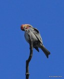 Pine Grosbeak juvenile male, Mt Evans, CO, 6-13-16, Jpa_18230.jpg